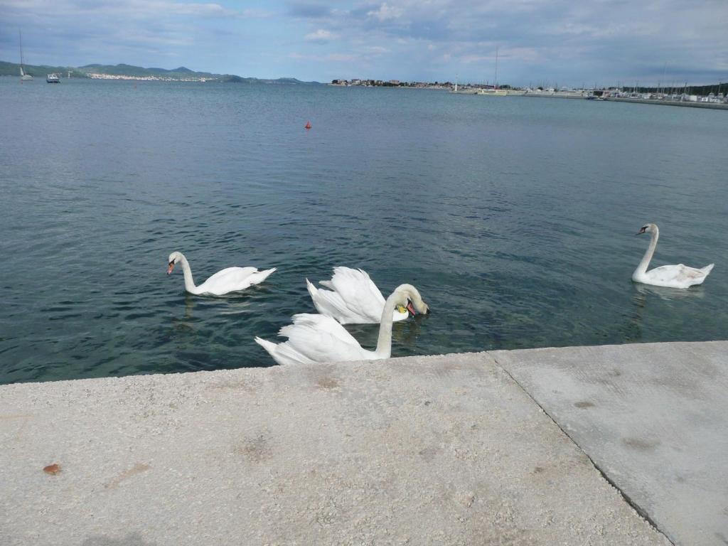 Apartments Renjak Sukošan 部屋 写真